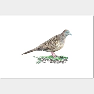 Zebra Dove, Barred Ground Dove Posters and Art